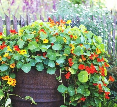 Nasturtium Dwarf Mix 